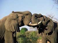 Addo Elephant Park, Port Elizabeth